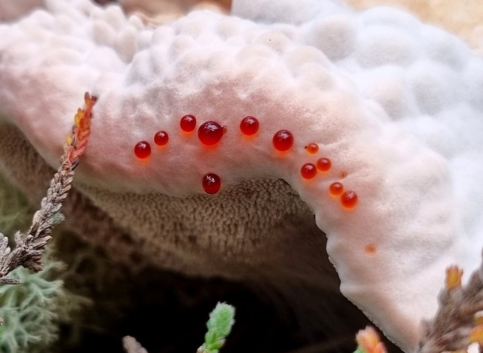 Гриб гиднеллум пека