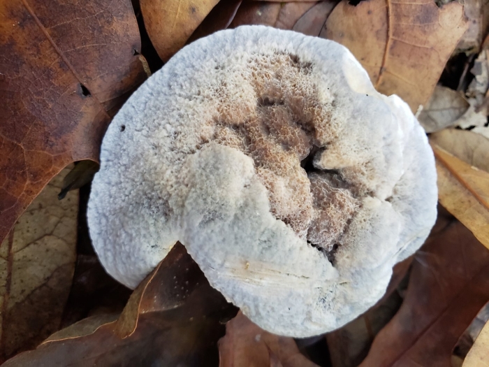 Гиднеллум пека