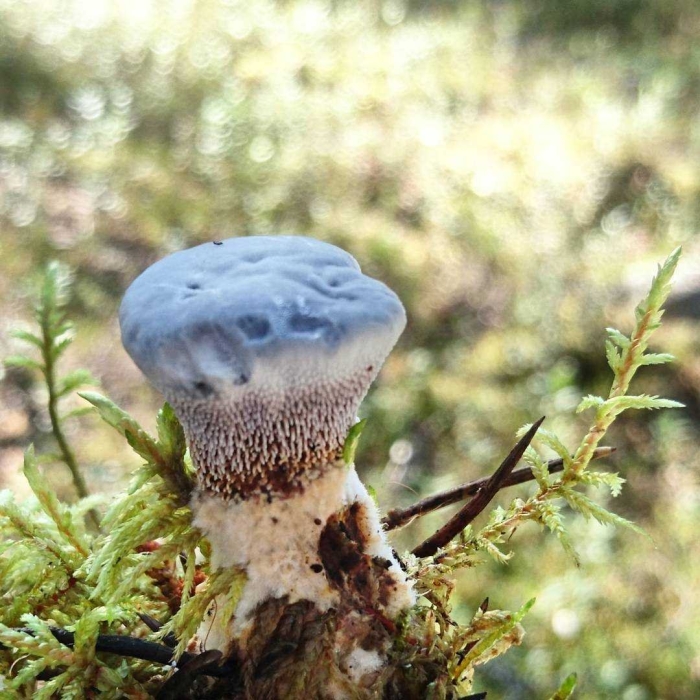 Пахучий гиднеллум гриб