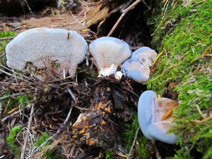 Pseudohydnum gelatinosum