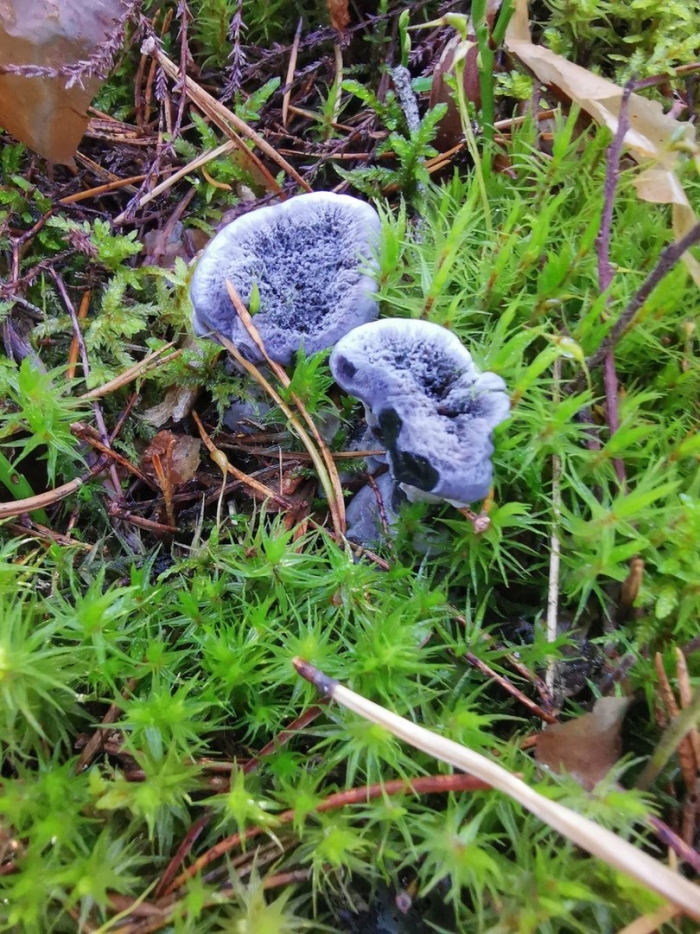 Редкие грибы