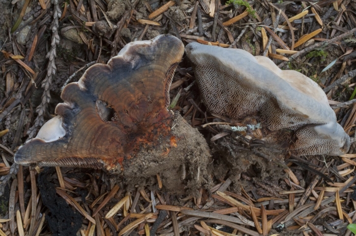 Hydnellum concrescens