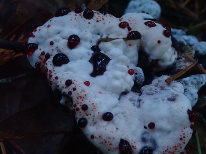 Ежовик кровоточащий / hydnellum peckii