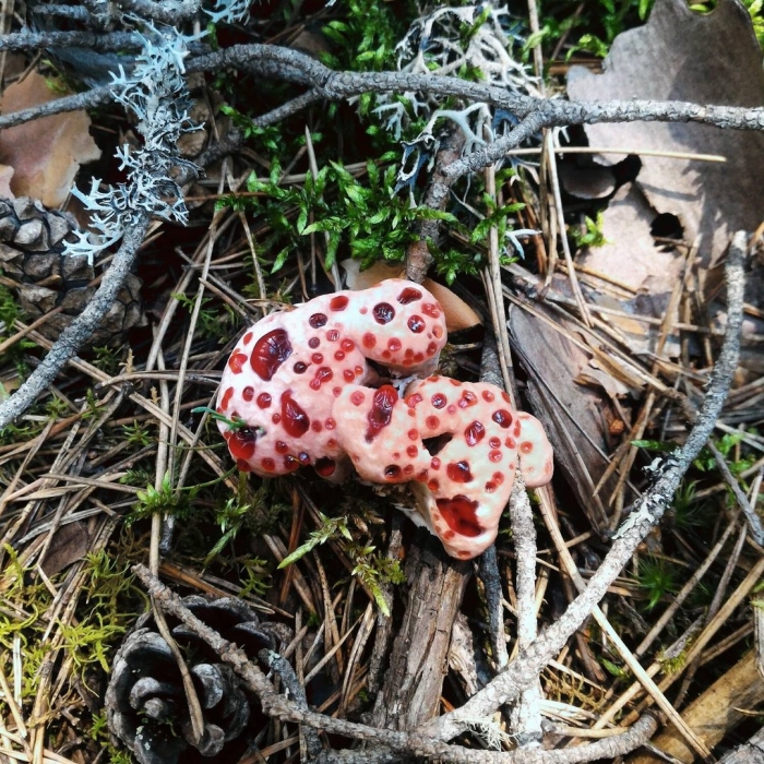 Гриб кровавый зуб