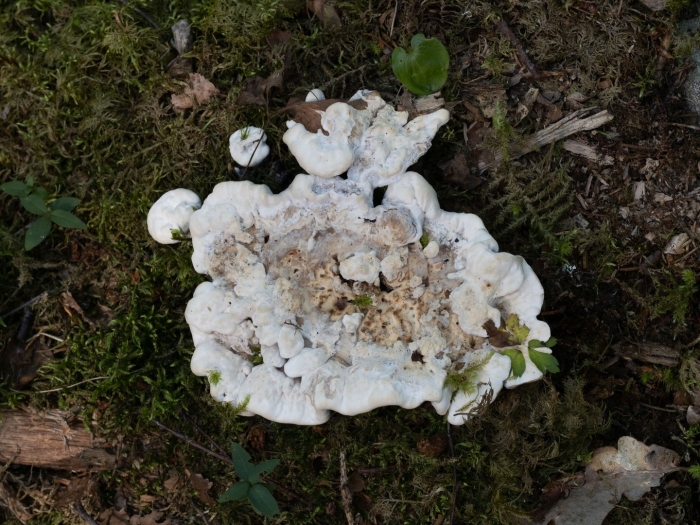 Трутовик овечий альбатреллус