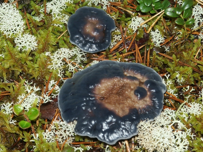 Ежовик гриб