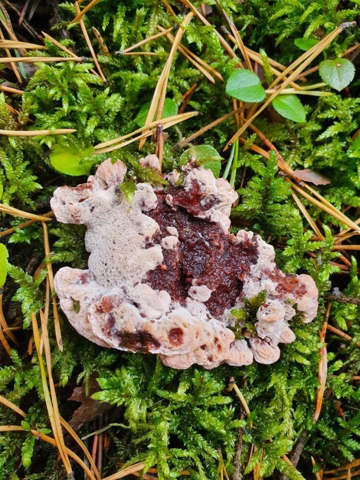 Chondrostereum purpureum