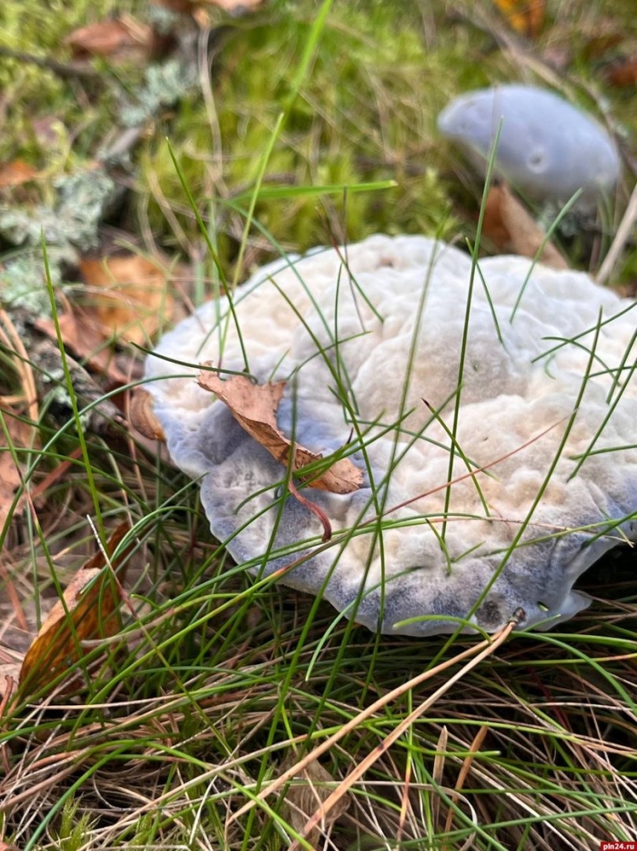 Гриб млечник