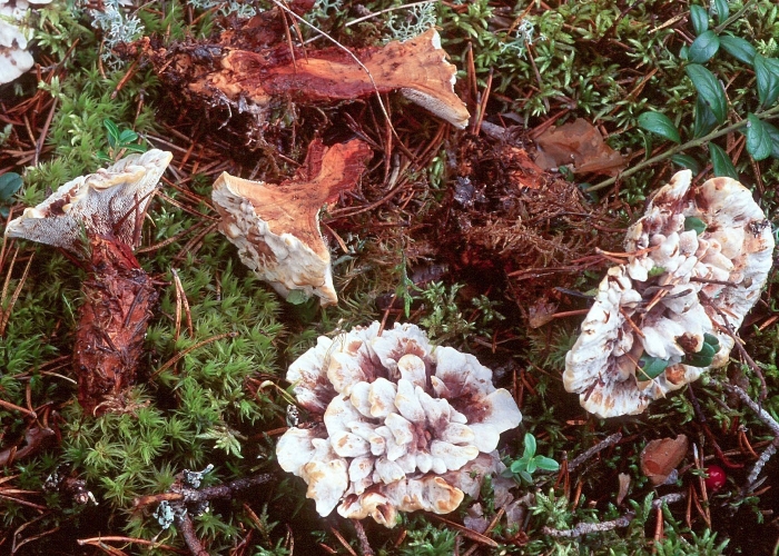 Гриб hydnellum aurantiacum