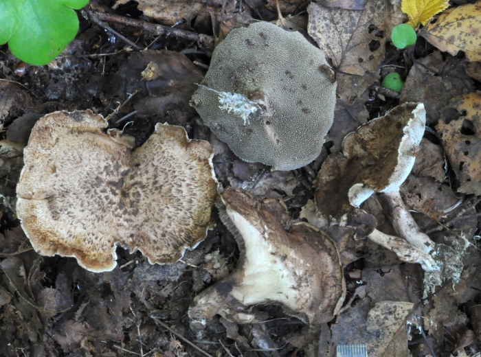 Ежовик пестрый гриб