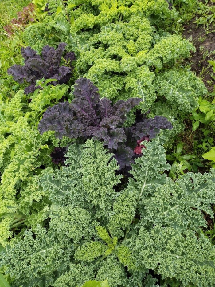 Капуста декоративная кай и герда
