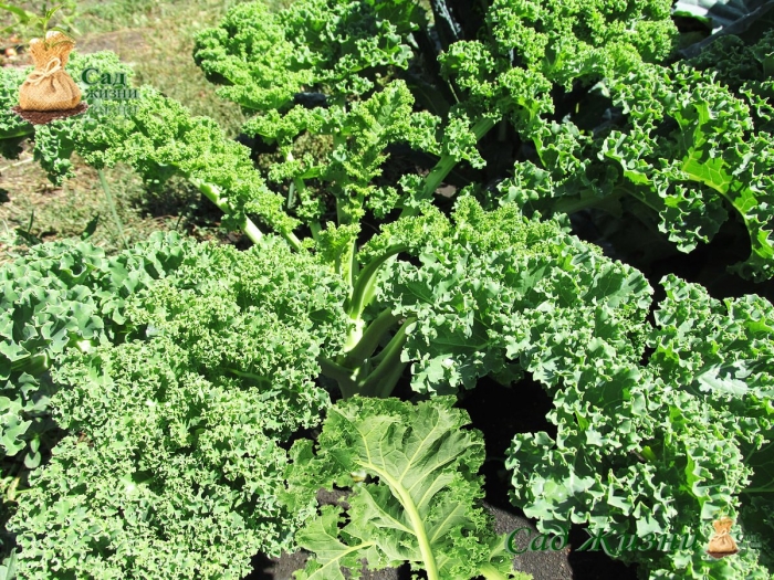 Капуста кейл