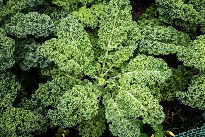 Brassica oleracea