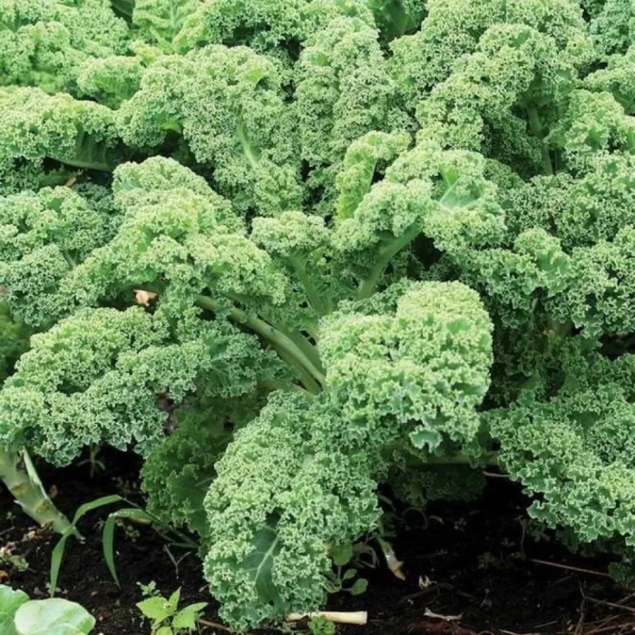 Brassica oleracea var. viridis