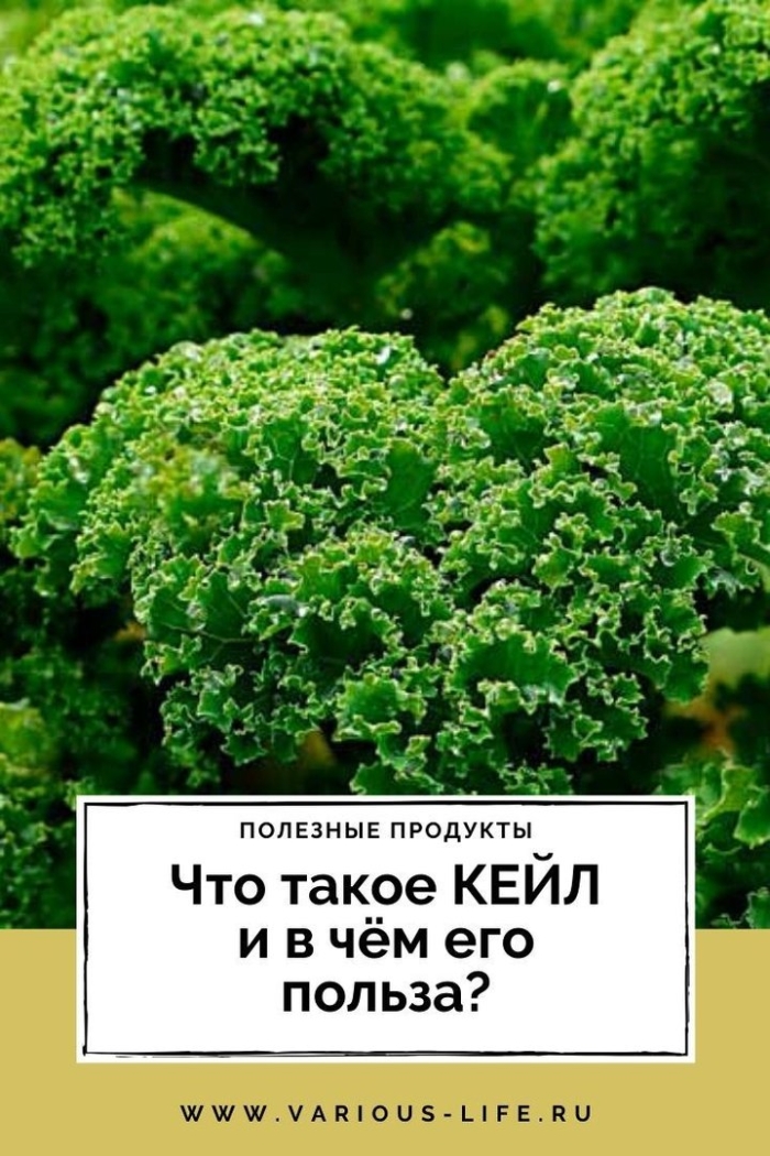 Капуста кудрявая кейл