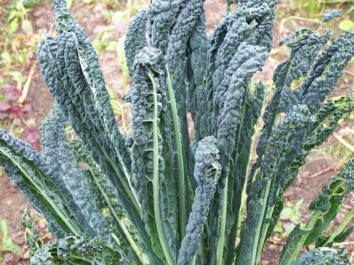 Капуста кейл тоскана