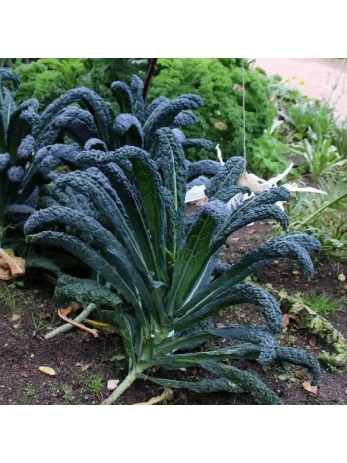 Капуста листовая ночи тосканы