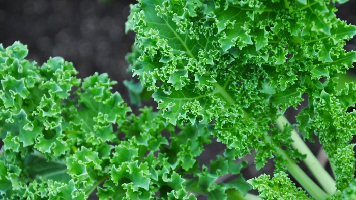 Капуста кудрявая