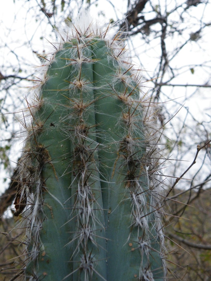 Pilosocereus chrysostele