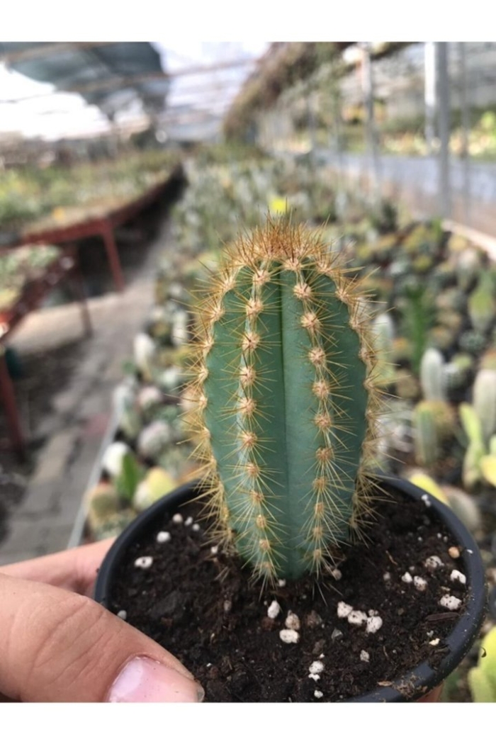 Кактус цереус лазурный