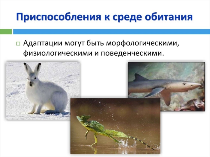 Приспособление животных к различным средам обитания