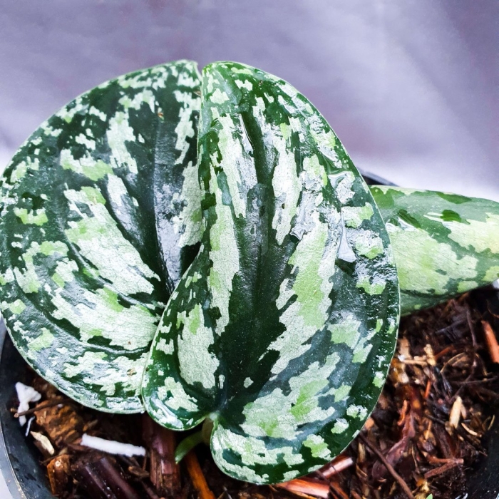 Сциндапсус триколор борнео