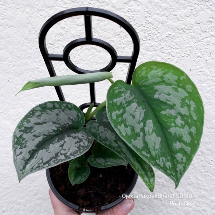 Сциндапсус пиктус