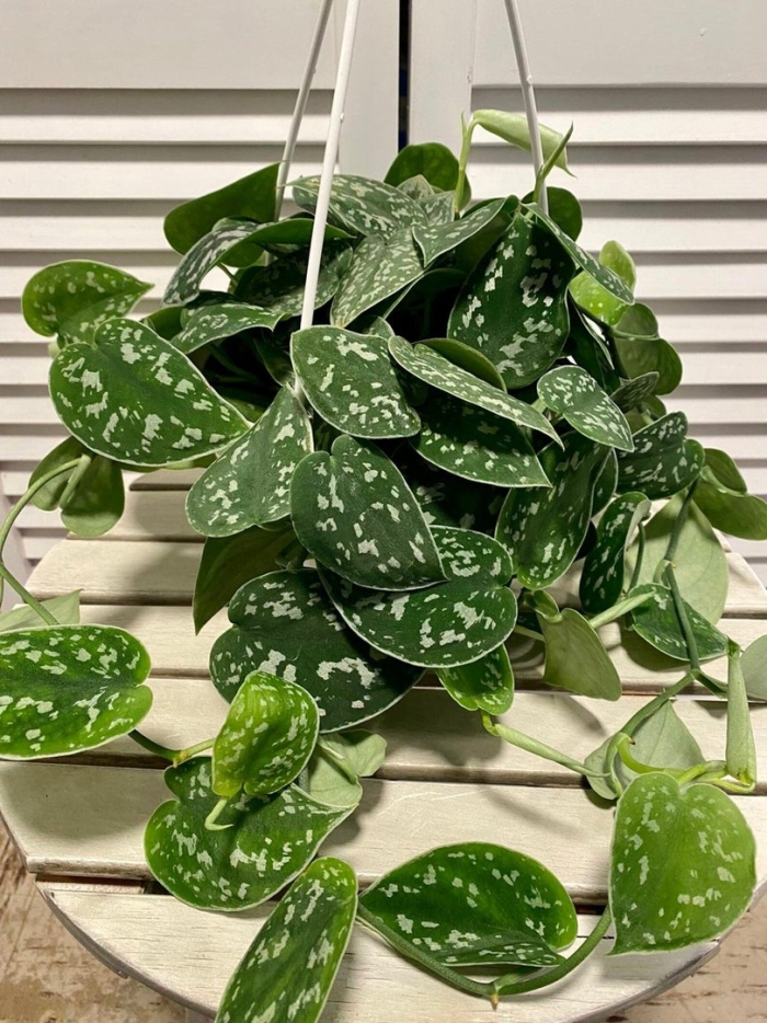 Сциндапсус pictus argyraeus