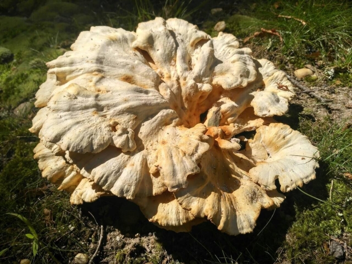 Laetiporus sulphureus