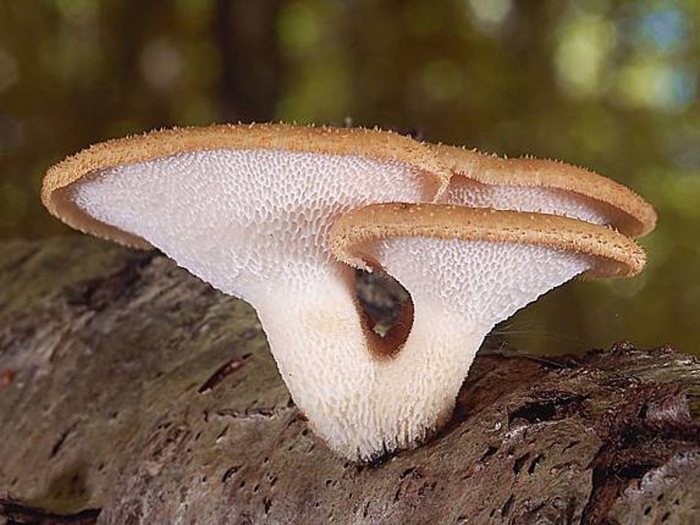 Трутовик лускатий