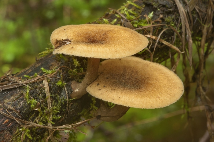 Трутовик майский - polyporus ciliatu
