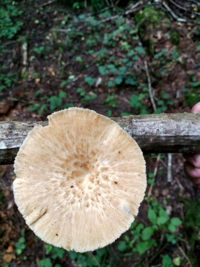 Пилолистник бокаловидный