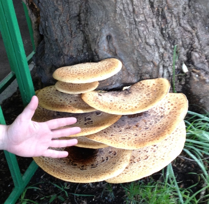 Трутовик чешуйчатый polyporus squamosus