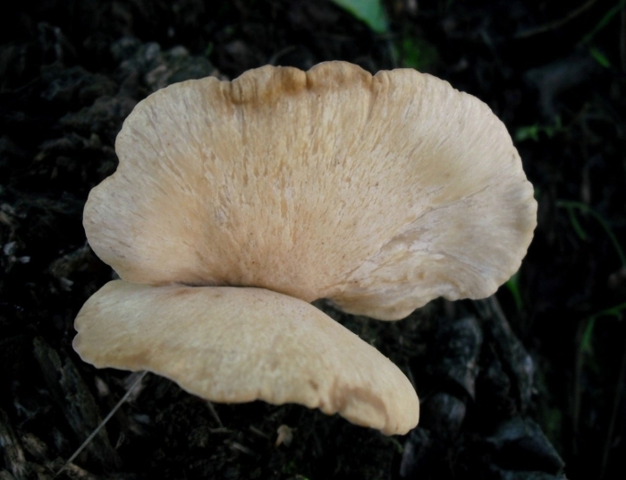 Трутовик изменчивый polyporus
