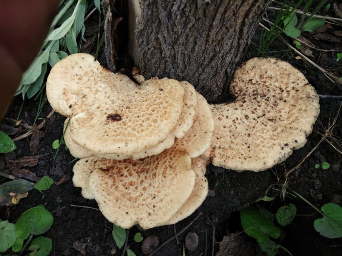 Трутовик корнелюбивый