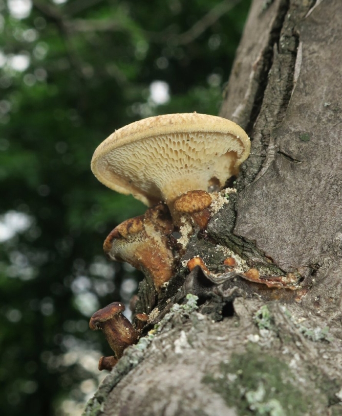 Трутовик гриб клубненосный