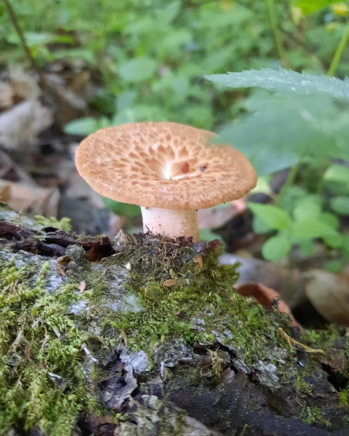 Трутовик гриб