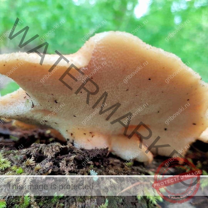 Гриб трутовик чешуйчатый