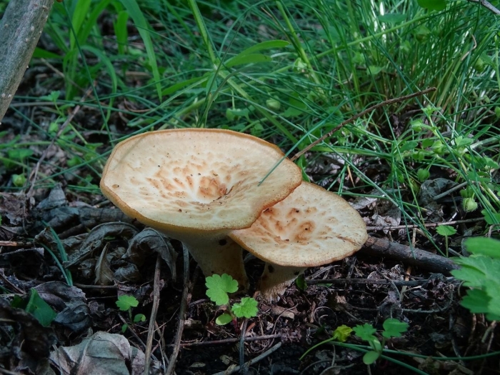 Polyporus tuberaster