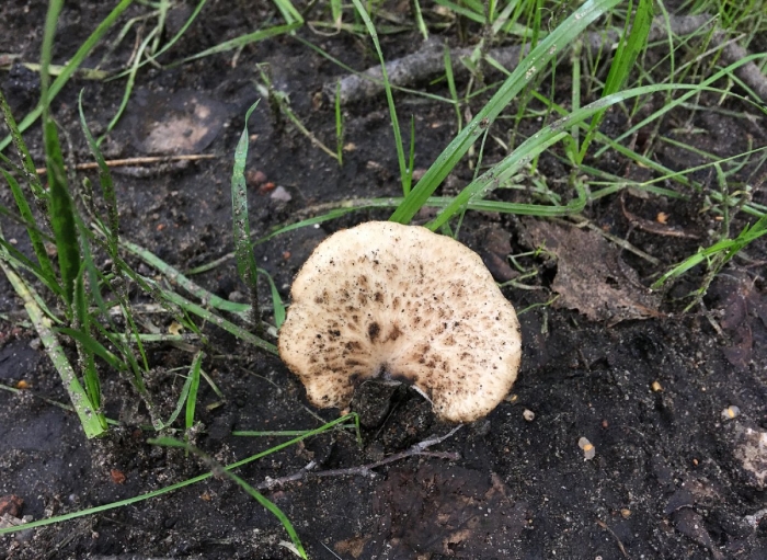 Трутовик чешуйчатый пестрец