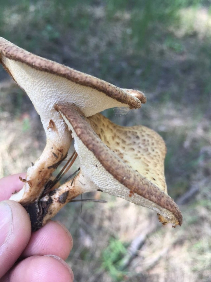 Трутовик клубненосный polyporus tuberaster