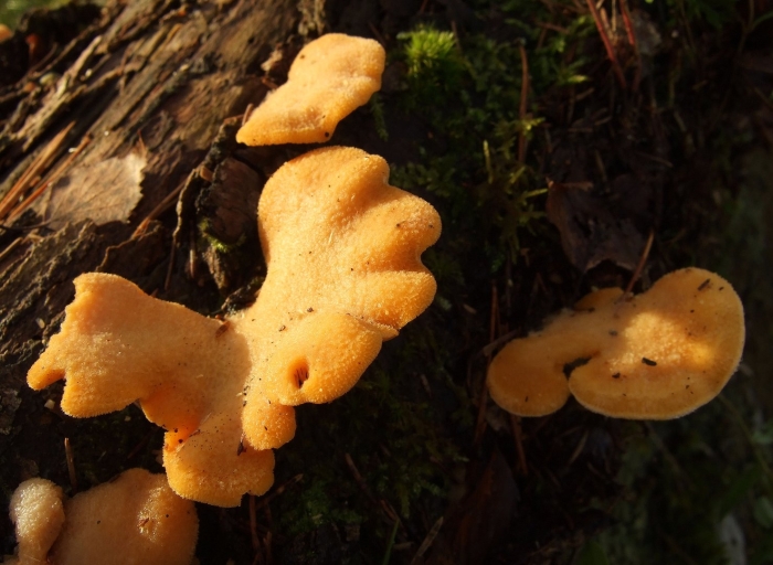 Трутовик клубненосный