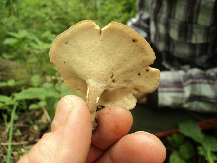 Трутовик весенний