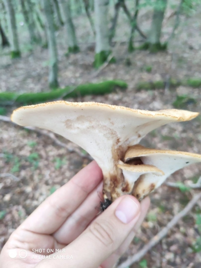 Трутовик клубненосный polyporus tuberaster