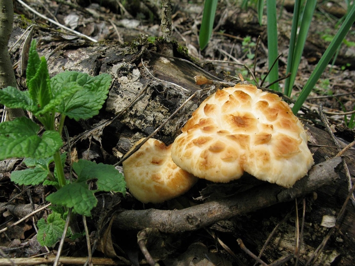 Чешуйчатка обыкновенная несъедобная