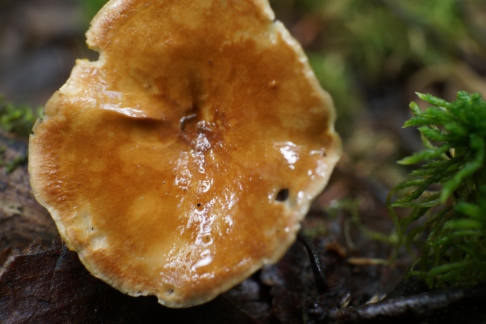 Hygrophoropsis aurantiaca