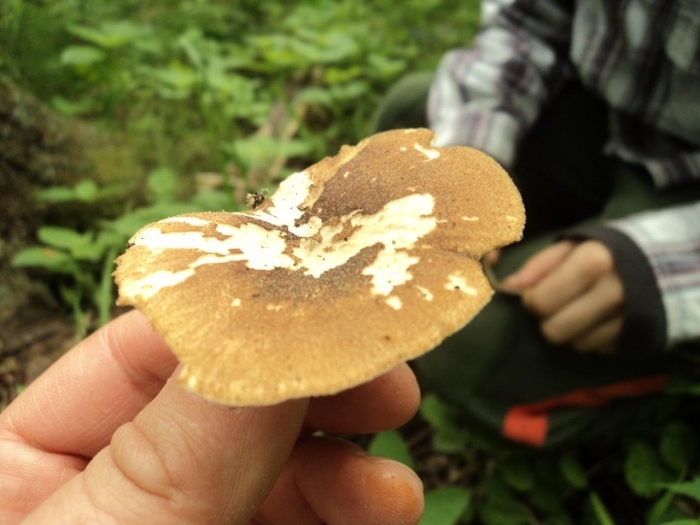 Грибы съедобные