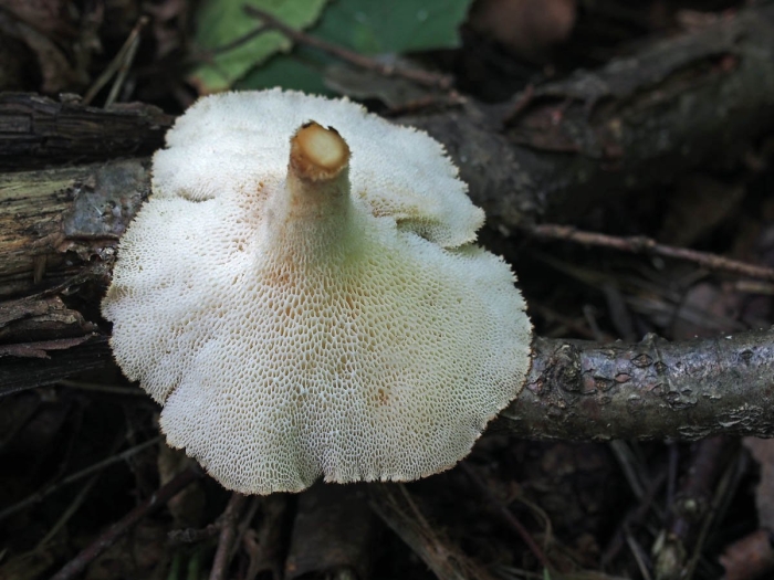 Lentinus brumalis