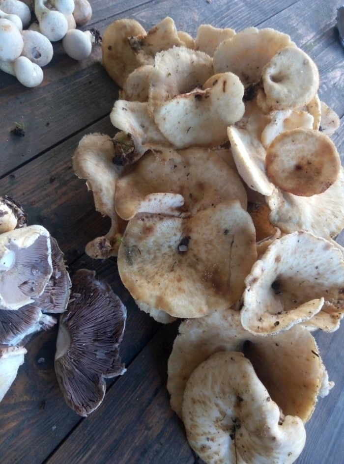 Пластинчатые грибы грузди