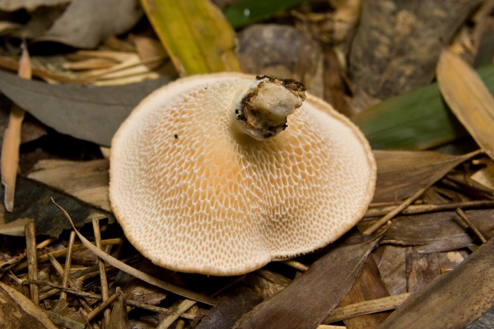 Polyporus brumalis